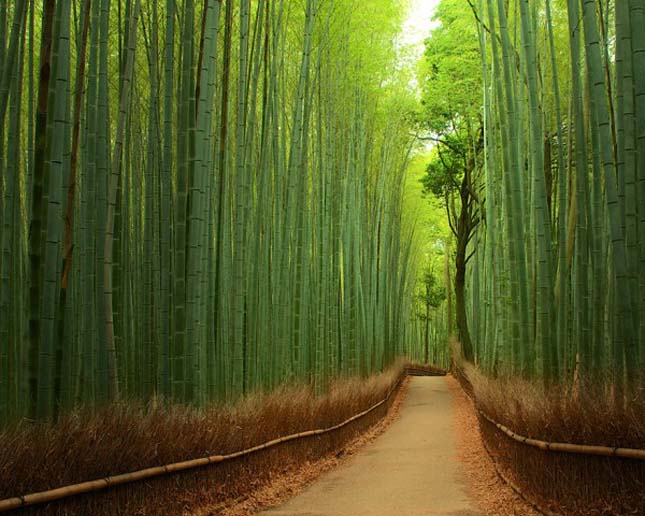Japán bambuszerdő